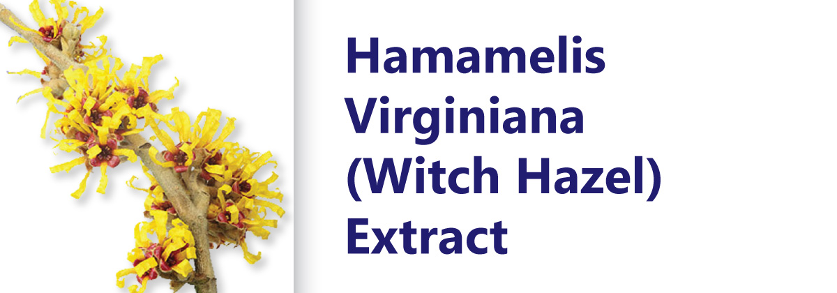 Hamamelis